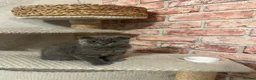 Scottish Fold cats for sale: Scottish Fold  - Advert 2