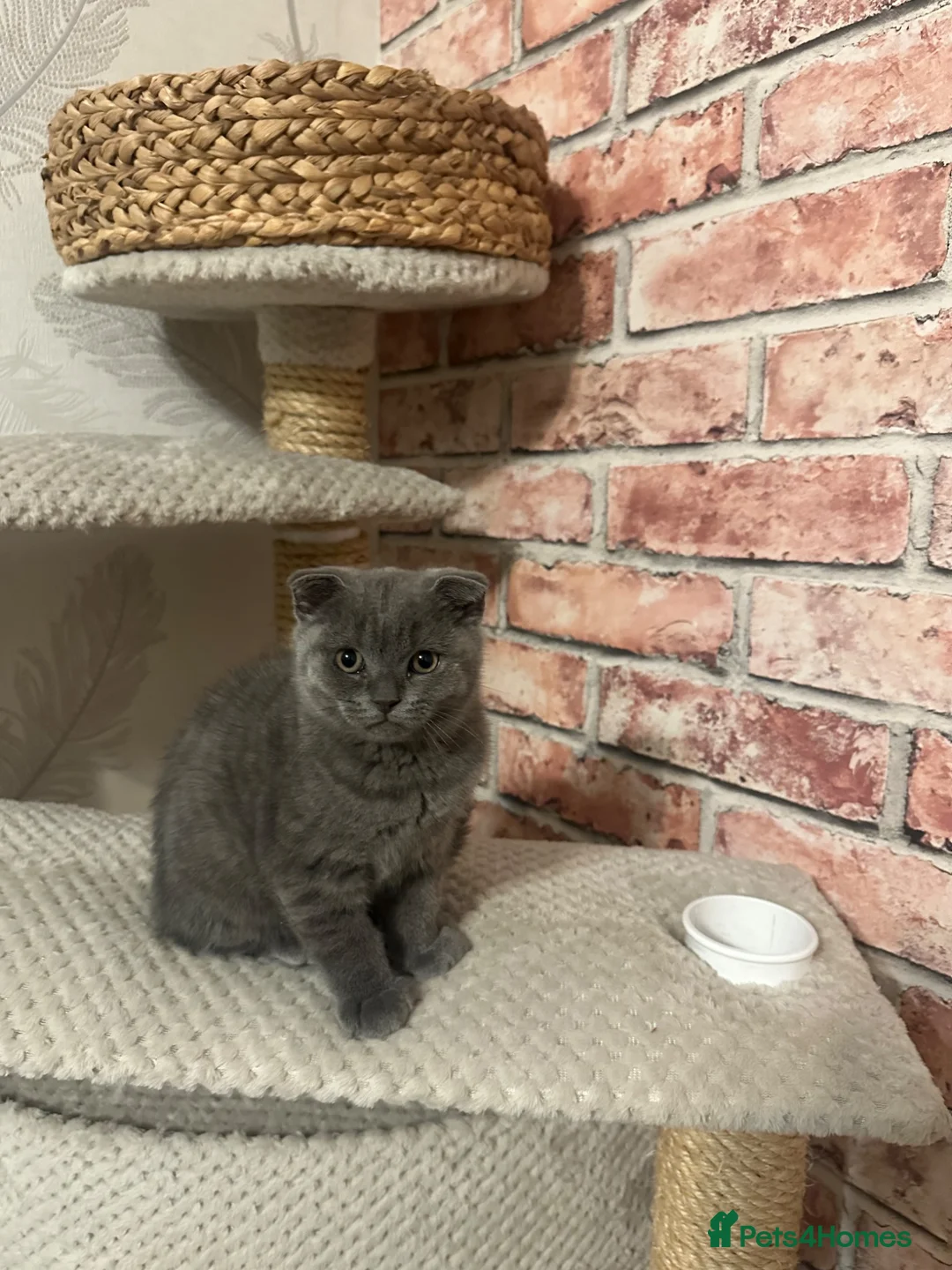 Scottish Fold cats for sale: Scottish Fold  - Advert 2