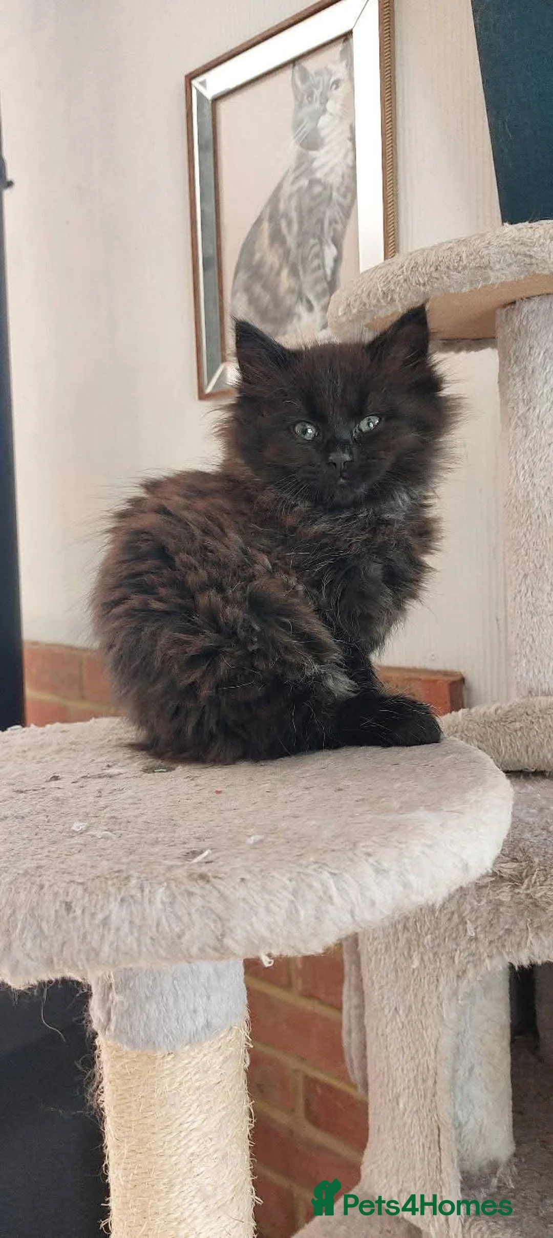 Maine Coon cats for sale: Gorgeous Mainecoon X kittens available. in Pulborough - Advert 1