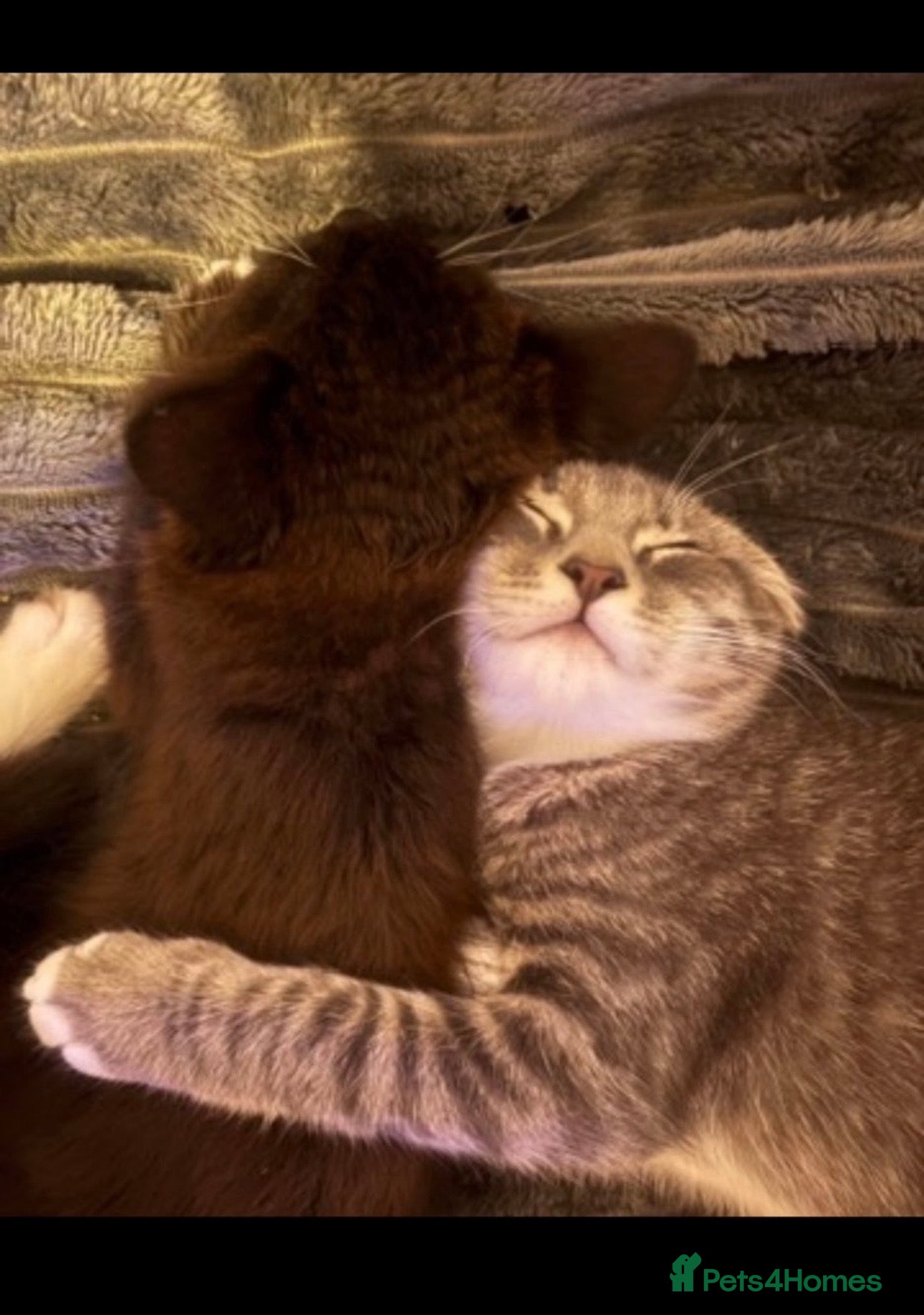 British Longhair cats 5 beautiful kittens looking for forever homes  - Advert 4