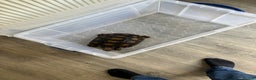 Tortoise reptiles for sale: Burmese Brown Mountain Tortoise - Advert 2
