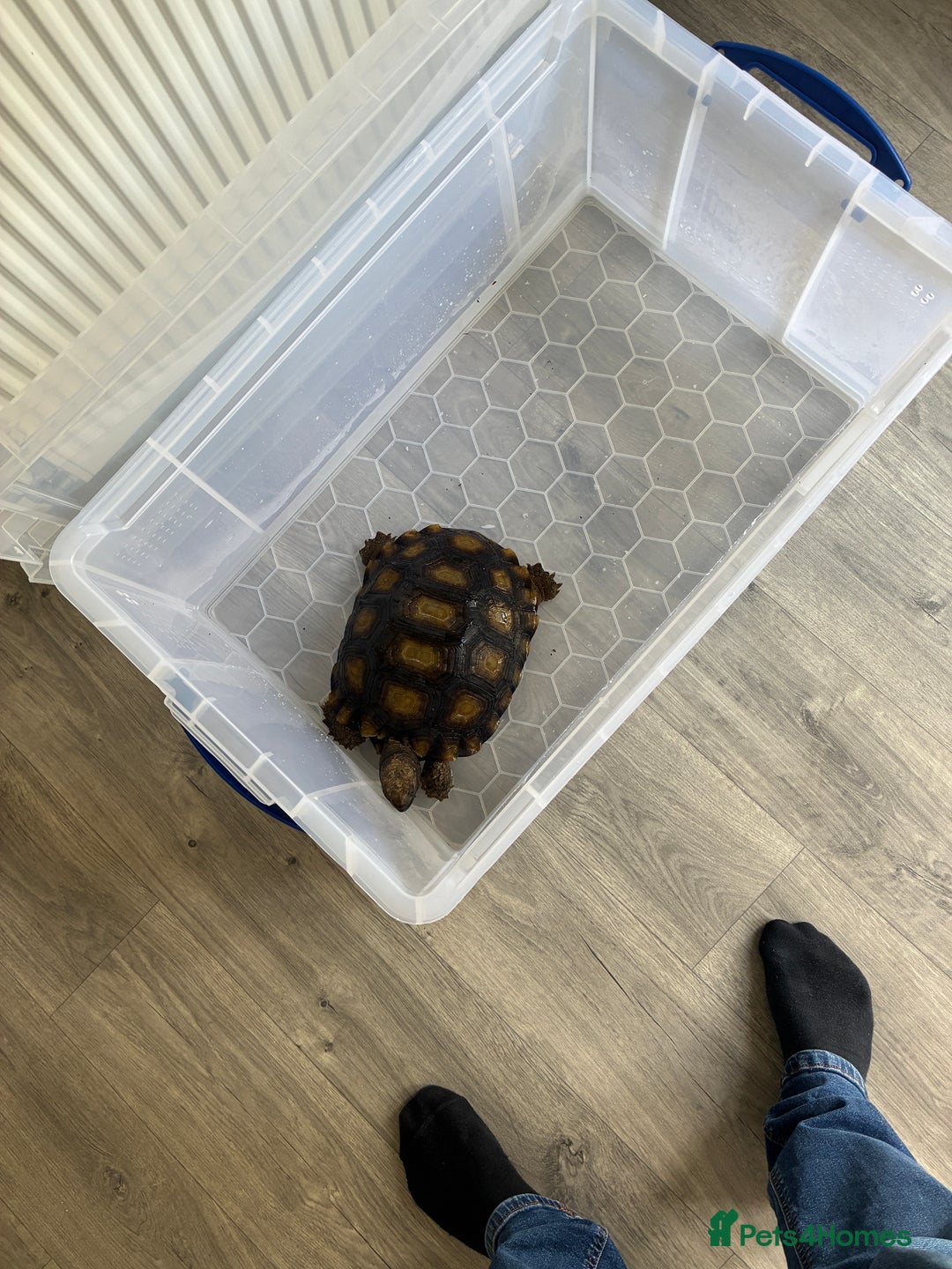 Tortoise reptiles for sale: Burmese Brown Mountain Tortoise - Advert 2