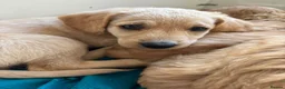 Labradoodle dogs for sale: Labradoodle (Double Doodle) - Advert 8