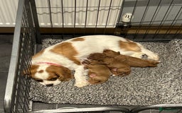 Cavapoo dogs for sale: Beautiful F1 Health Tested Red Cavapoo Puppies  - Image 15