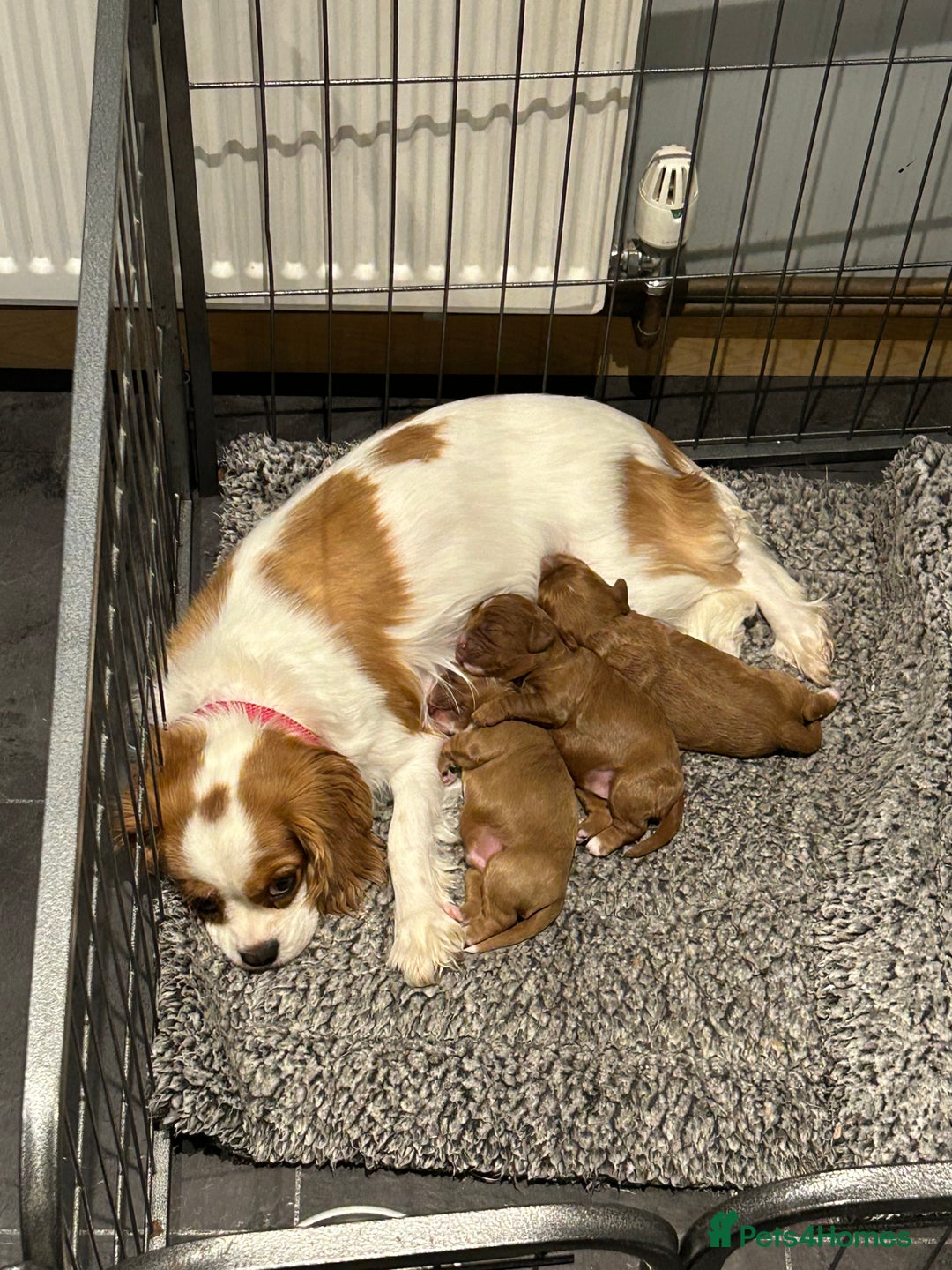 Cavapoo dogs for sale: Beautiful F1 Health Tested Red Cavapoo Puppies  - Image 15