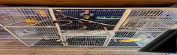 Sugar Glider rodents for sale: Sugar gliders and cage  in Rotherham - Advert 3