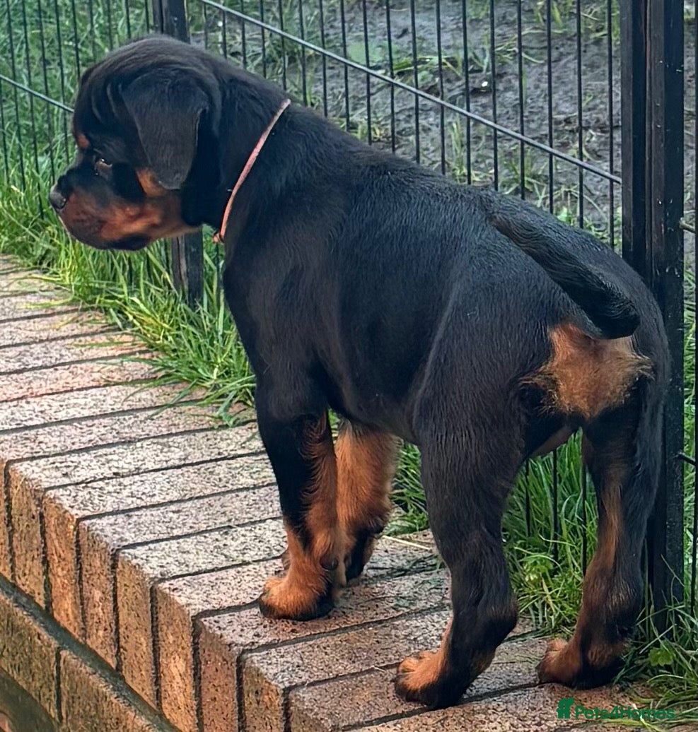 Rottweiler dogs for sale: ⭐️ Outstanding Rottweiler Puppies ⭐️ - Advert 12