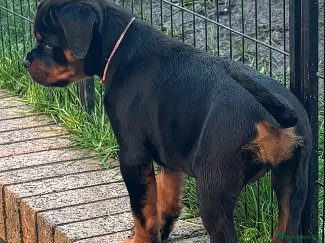 Rottweiler dogs for sale: ⭐️ Outstanding Rottweiler Puppies ⭐️ - Advert 12
