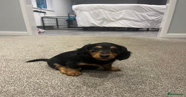 Miniature Dachshund dogs 🌟 KC registered longhair miniature dachshunds  - Advert 4