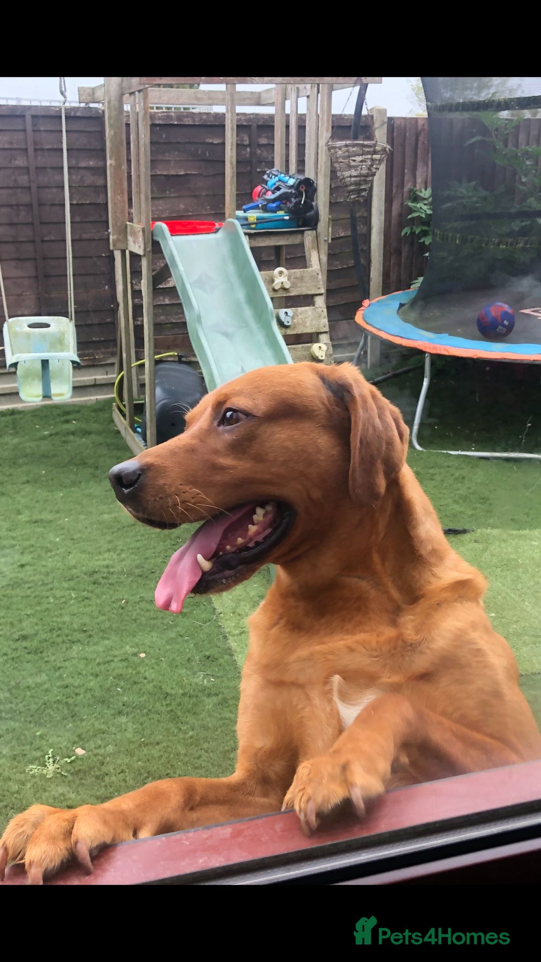 Labrador Retriever dogs for sale: Stunning litter of KC FOX RED PUPPYS  - Advert 5