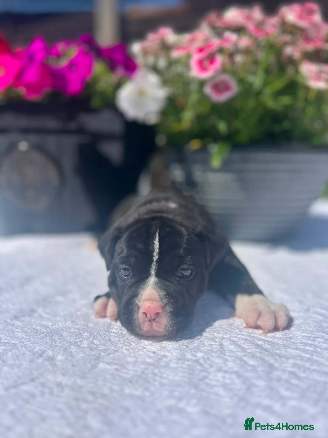 Mixed Breed dogs for sale: Mixed breed bulldog puppies - Advert 14