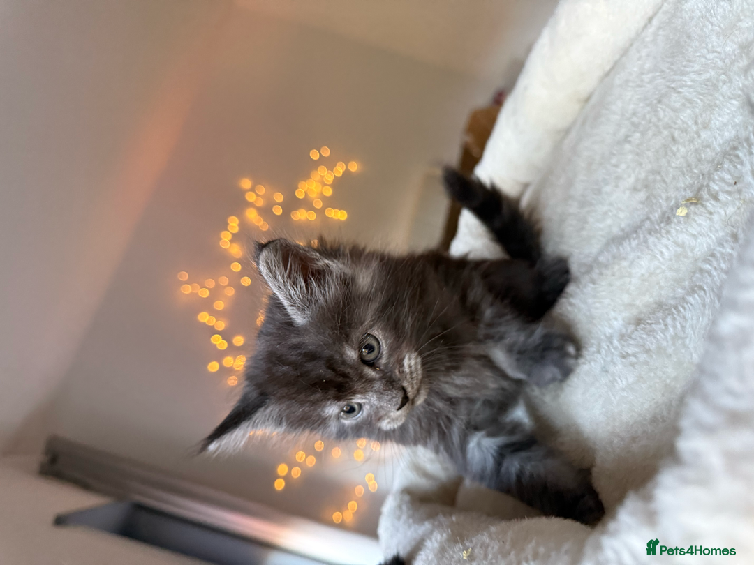 Maine Coon cats for sale: Beautiful Maine Coon Kittens – Ready mid January - Advert 22