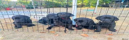 Labrador Retriever dogs for sale: Black Labrador pups, KC, dna tests, great scores - Advert 8