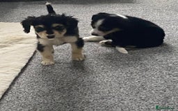 Mixed Breed dogs for sale: Two Jack Russell mixed breed puppies  - Image 1