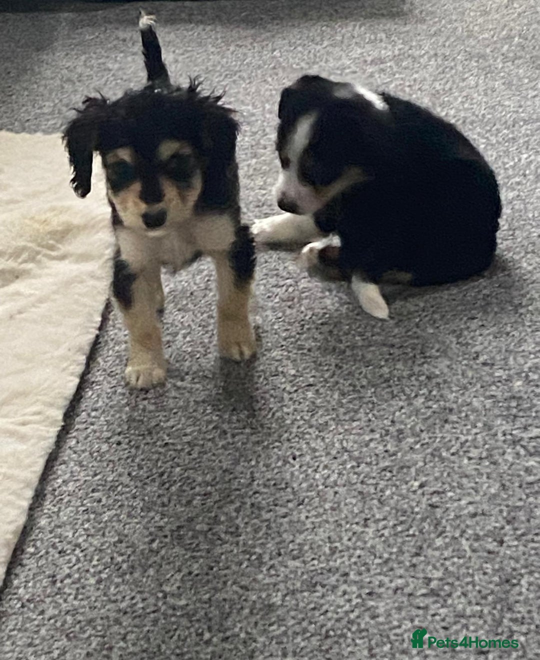 Mixed Breed dogs for sale: Two Jack Russell mixed breed puppies  - Image 1