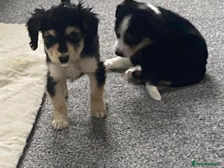 Mixed Breed dogs for sale - Advert 1
