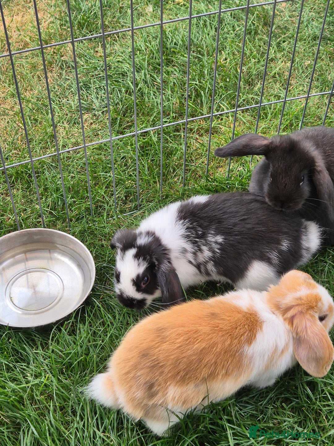 English Lop rabbits for sale: Baby Rabbits - Image 5