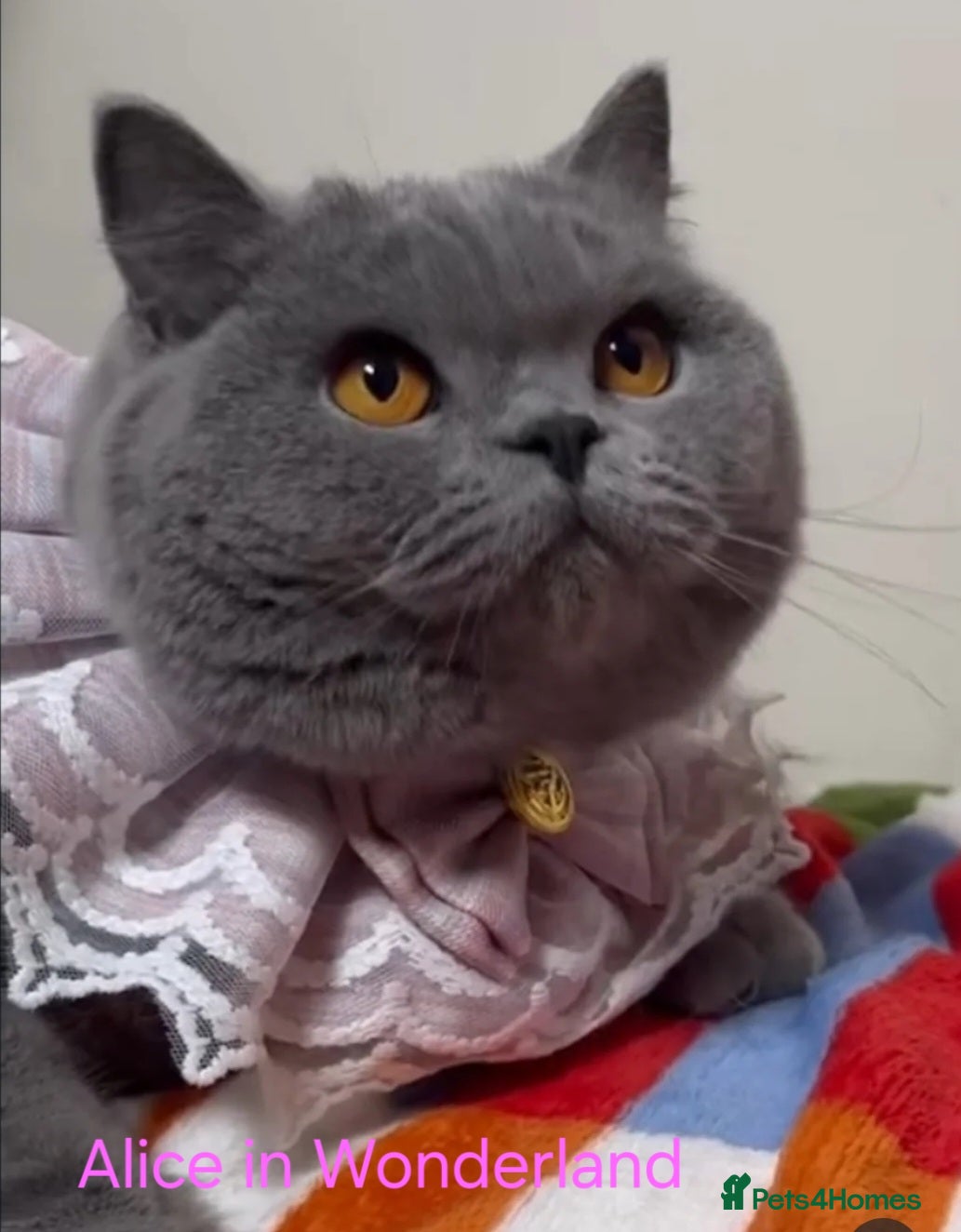 British Shorthair cats Closing of BSH cattery, 50% discount  - Advert 17