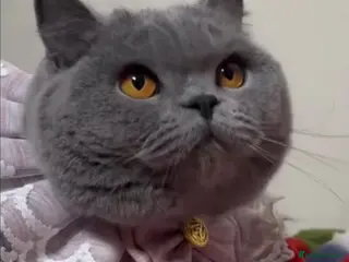 British Shorthair cats Closing of BSH cattery, 50% discount - Advert 17