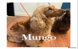 Cocker Spaniel dogs for sale: Show type Cockers  - Image 3