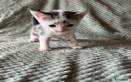Domestic Shorthair cats for sale: 3 beautiful calico domestic shorthairs  - Image 3