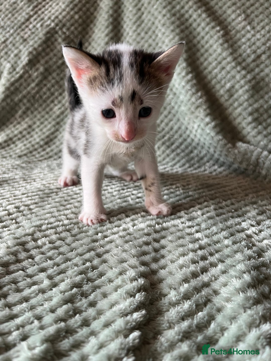 Domestic Shorthair cats for sale: 3 beautiful calico domestic shorthairs  - Image 3