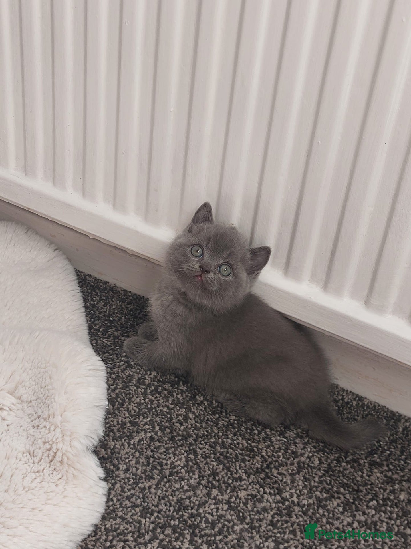 Scottish Fold cats Scottish fold kittens  - Advert 17