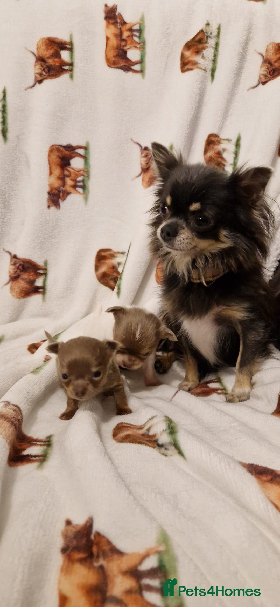 Chihuahua dogs for sale: Ready to go White/Lilac Parti Chihuahua - Advert 6