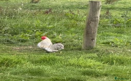 Chickens poultry for sale: Lavender Mottled Pekin Bantam Cockerel - Image 1