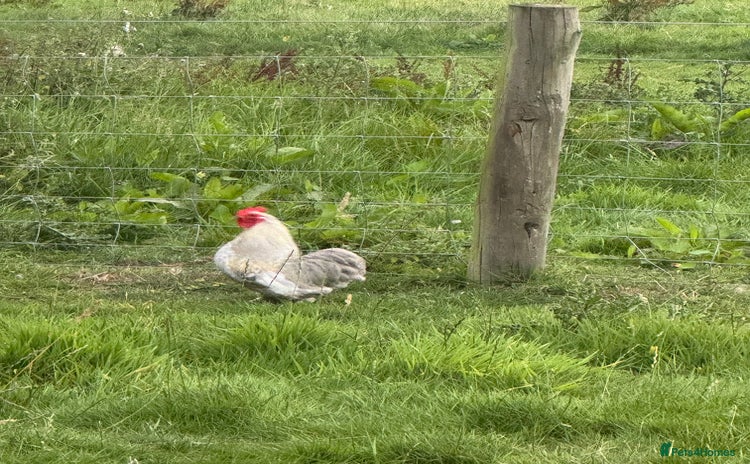 Chickens poultry - Advert 3