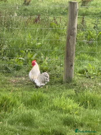 Chickens poultry - Advert 4
