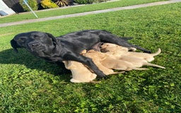 Labrador Retriever dogs for sale: Labrador retriever - Image 2