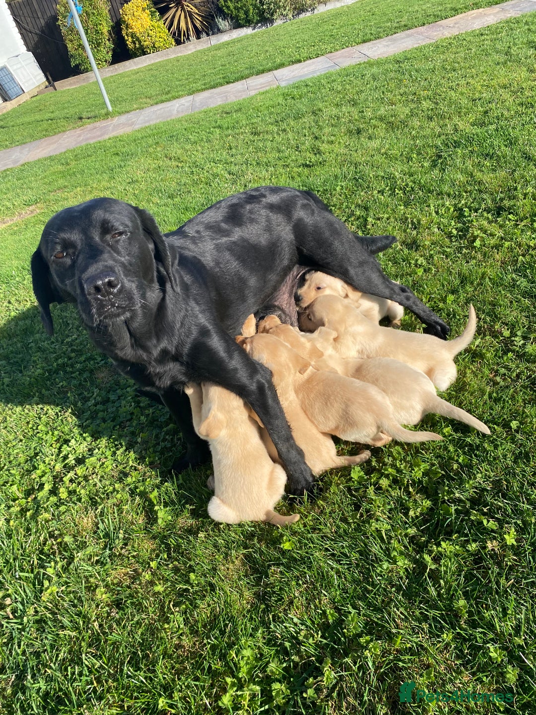 Labrador Retriever dogs for sale: Labrador retriever - Image 2