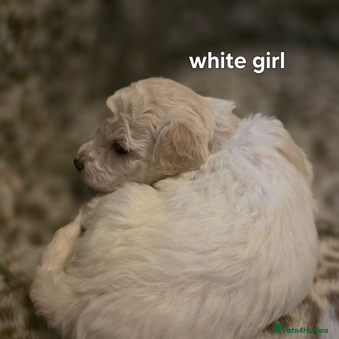 Bichon Frise dogs for sale: Bichon frise  - Advert 15