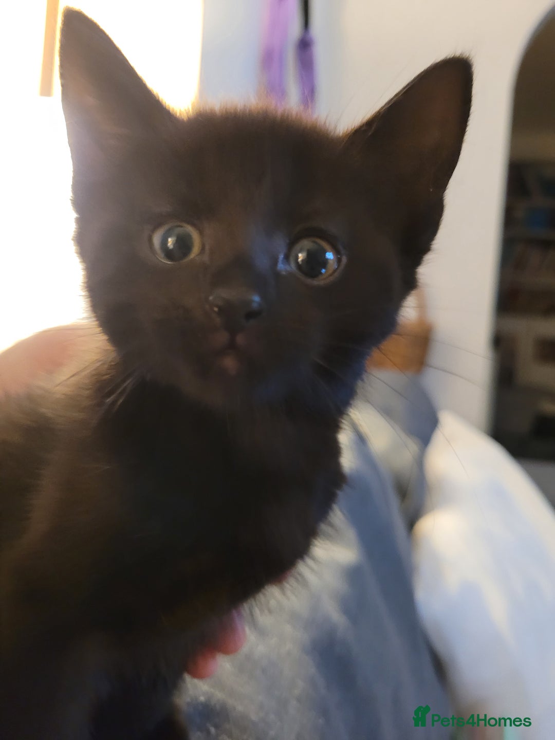 Ragdoll cats for sale: Cutest Ragdoll/Bengal mix kittens. - Image 11
