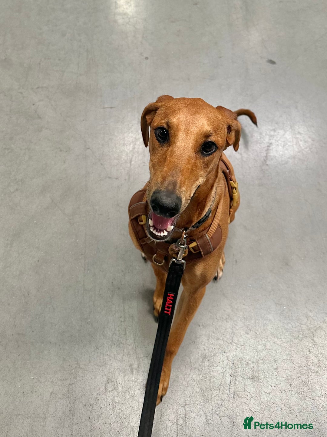 Mixed Breed dogs for sale: Mara - Doberman X Lurcher 7 month old girl - Image 2