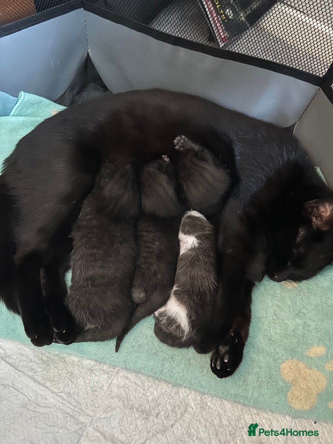 Mixed Breed cats for sale: Black and white female kitten - Image 6