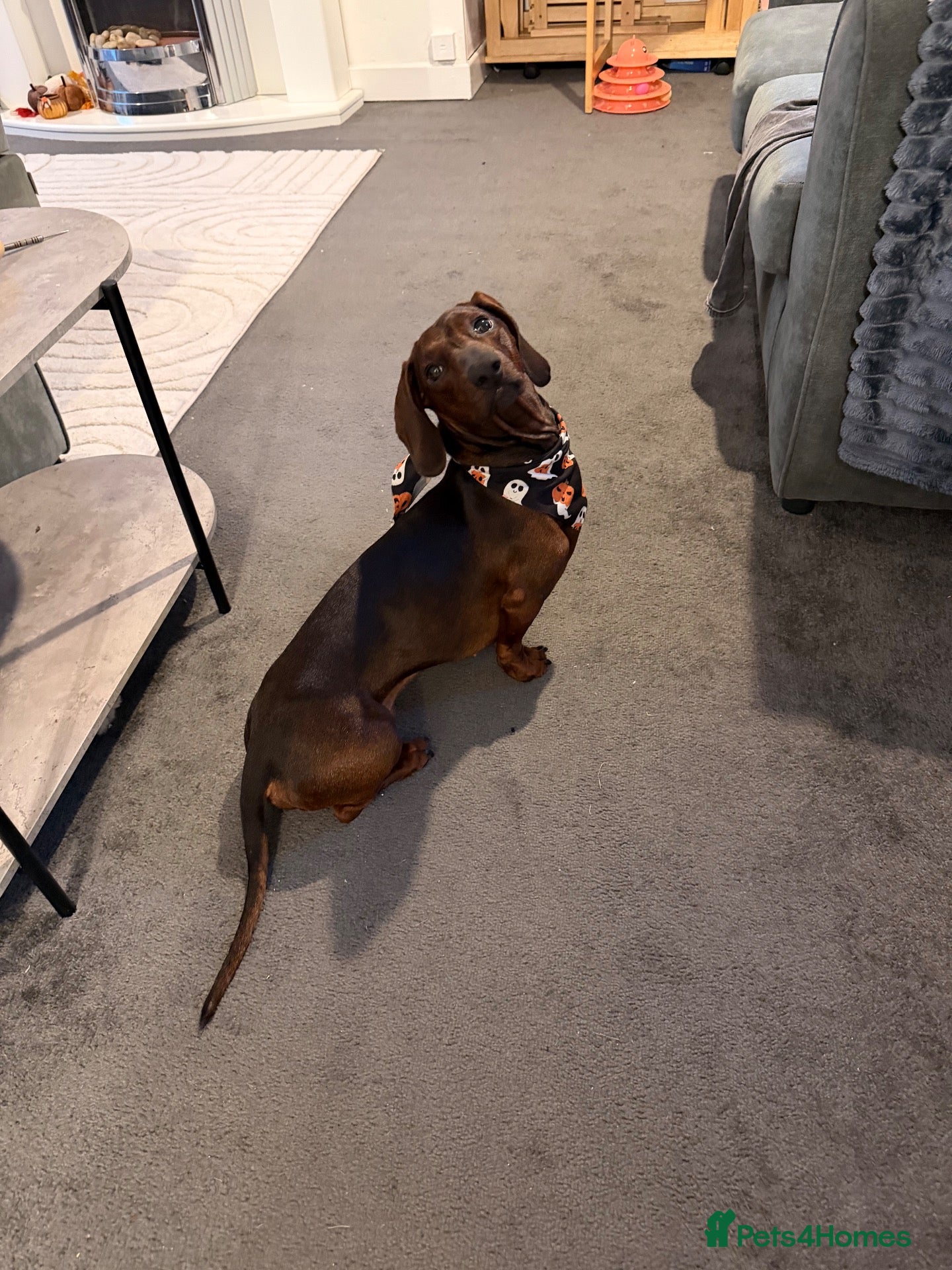 Dachshund dogs Standard smooth-haired Dachshund for Stud - Advert 5