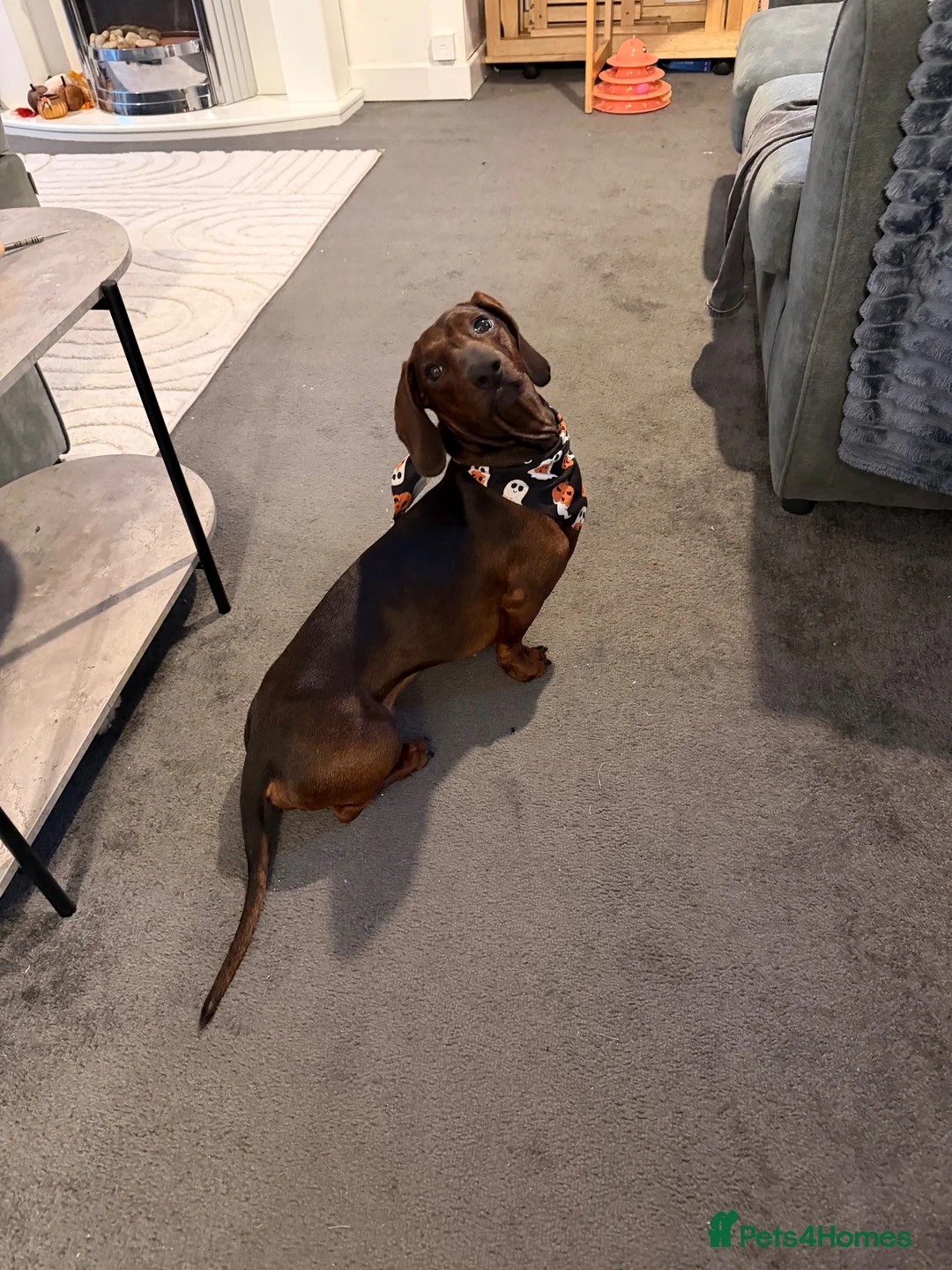 Dachshund dogs for stud: Standard smooth-haired Dachshund for Stud - Advert 1