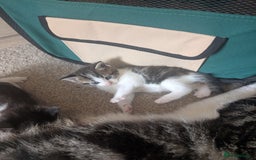 Maine Coon cats for sale: Kittens for sale - Image 12