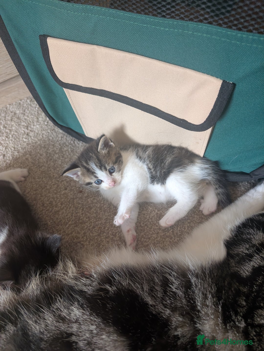Maine Coon cats for sale: Kittens for sale - Image 12