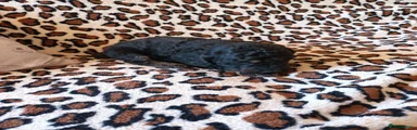 Cockapoo 2
