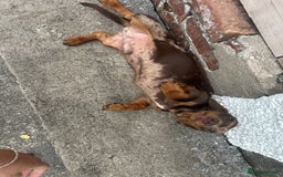 Miniature Dachshund dogs for sale: Miniature chocolate dapple male dachshund pup - Image 4