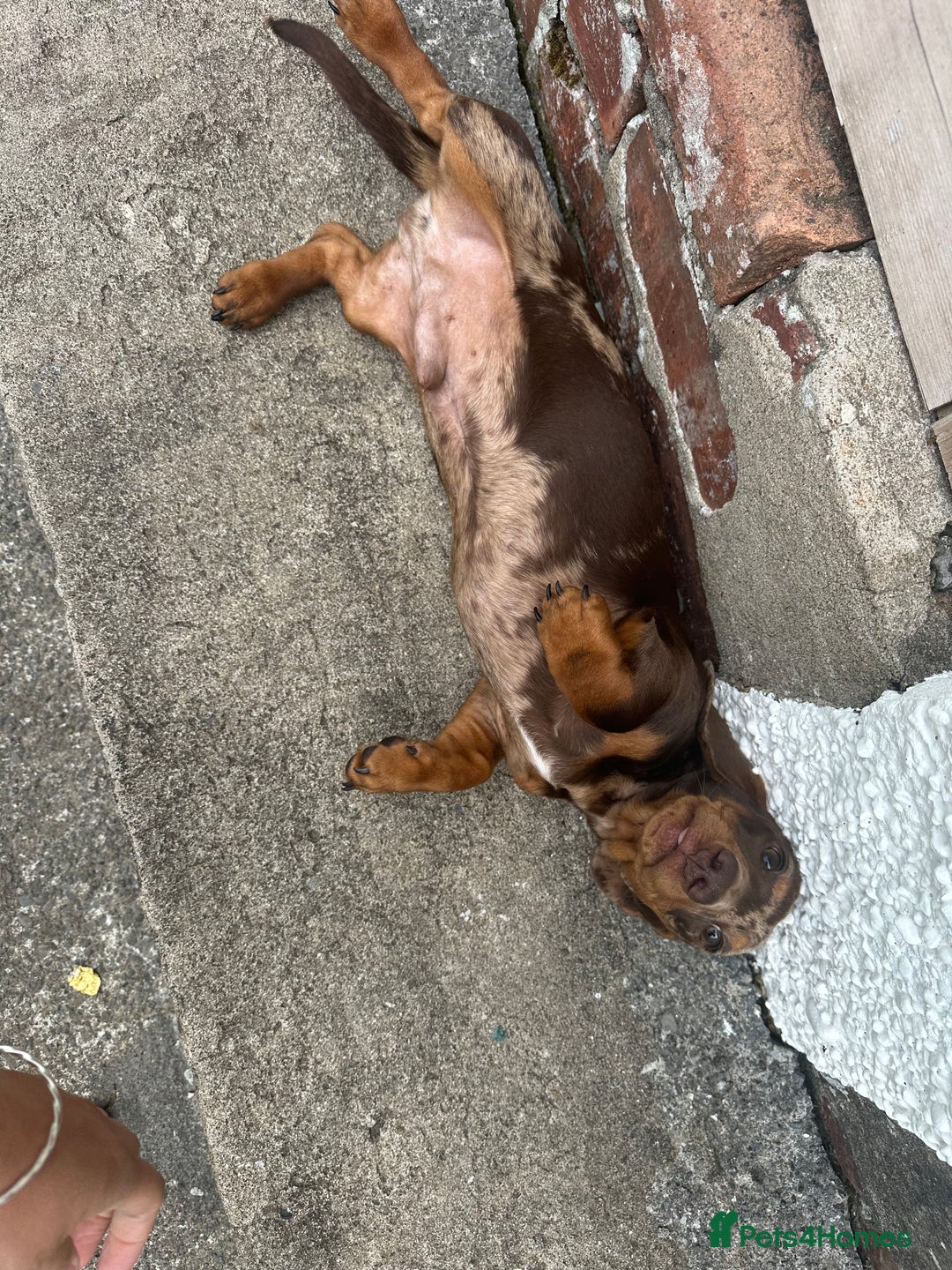 Miniature Dachshund dogs for sale: Miniature chocolate dapple male dachshund pup - Image 4