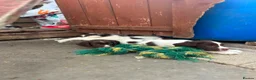 English Springer Spaniel dogs for sale: Kc reg English springer spaniel puppies - Advert 1