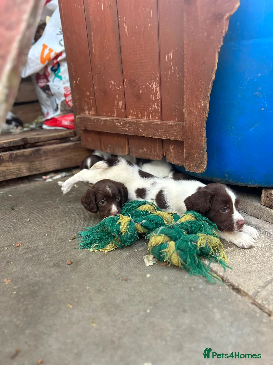 English Springer Spaniel dogs for sale: Kc reg English springer spaniel puppies - Advert 1