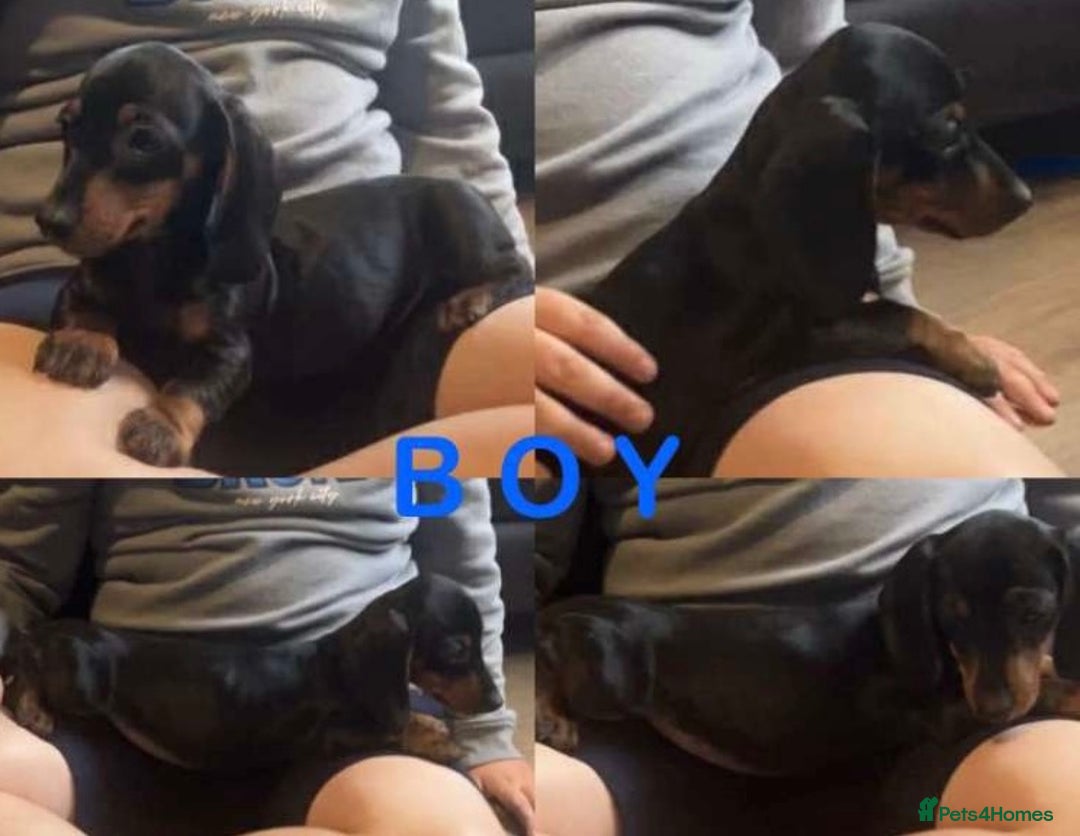 Dachshund dogs for sale: Dachshund - last 2 available (boy&girl) - Image 10