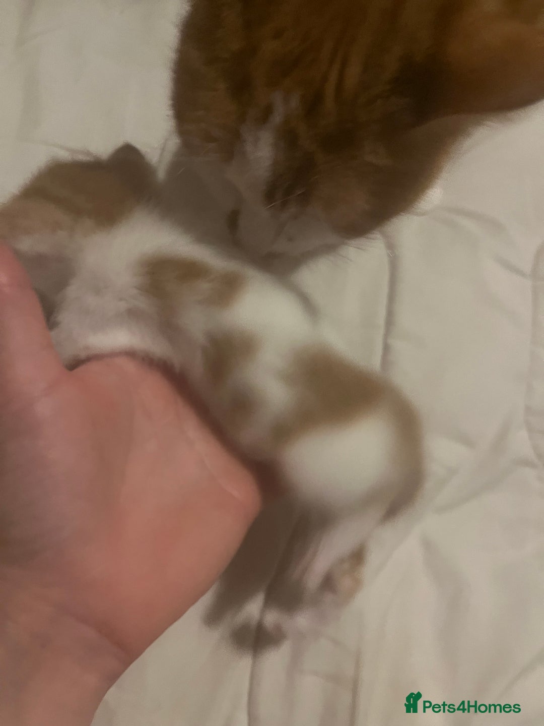 Mixed Breed cats for sale: Ginger tabby cats - Advert 14