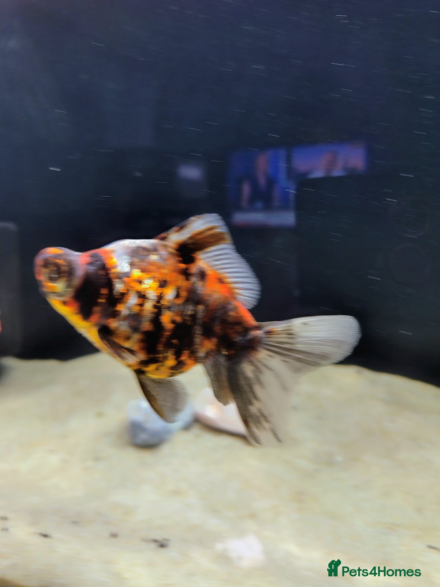 Fancy Goldfish fish Dragon eye telescope  - Advert 1