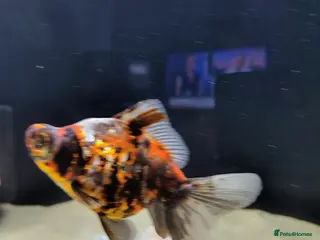 Fancy Goldfish fish Dragon eye telescope - Advert 1